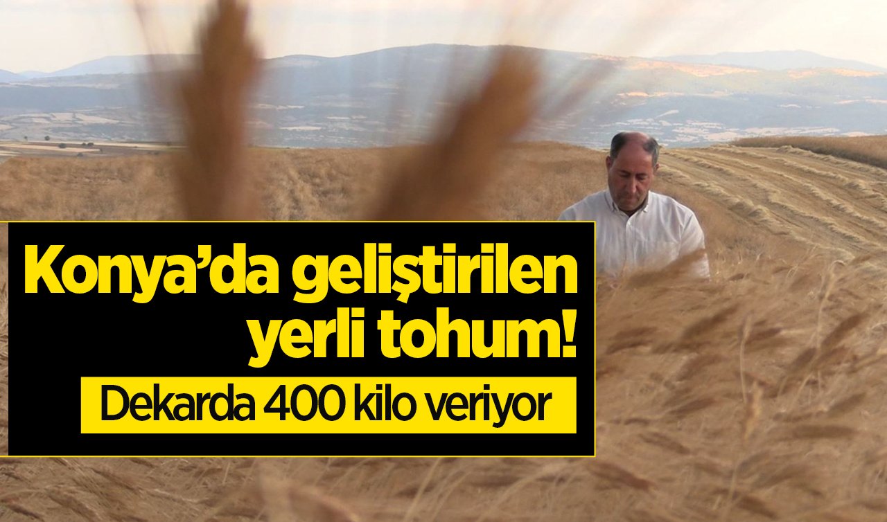 Konya’da geliştirilen yerli tohum! Dekarda 400 kilo veriyor