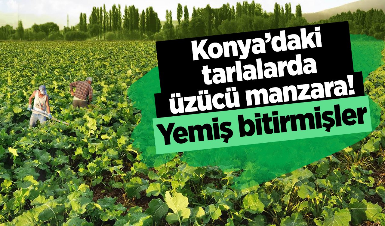  Konya’daki tarlalarda üzücü manzara! Yemiş bitirmişler