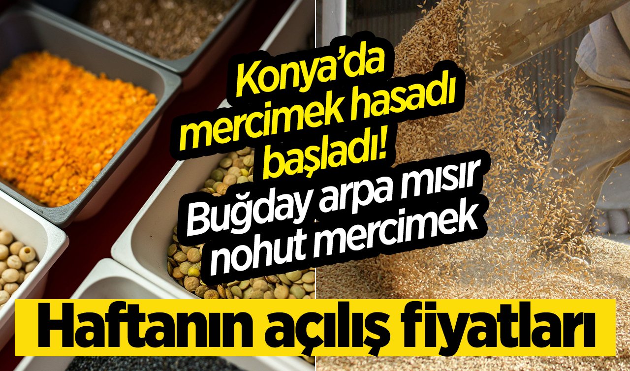 Konya’da mercimek hasadı başladı! Buğday arpa mısır nohut mercimek… Haftanın açılış fiyatları