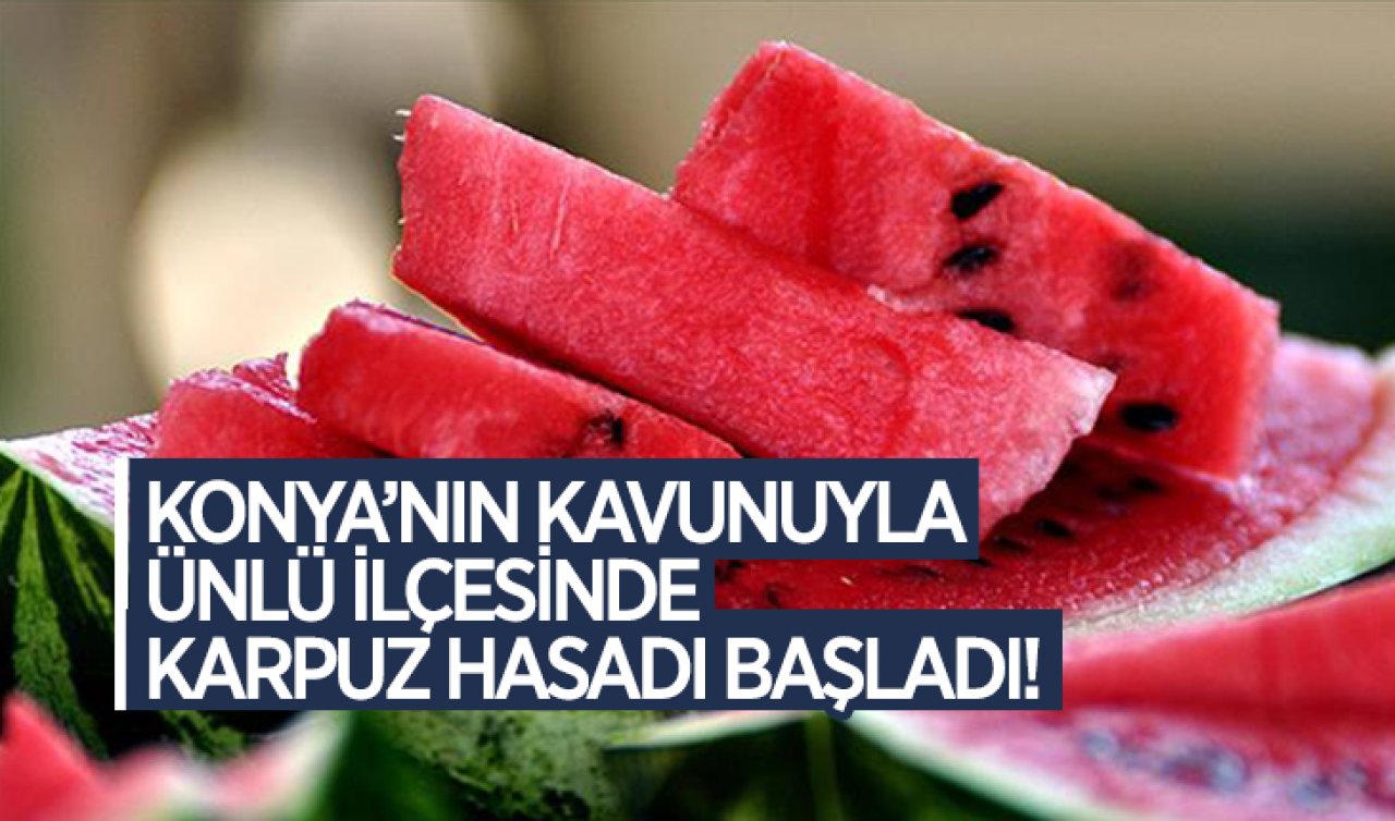 Konya’nın kavunuyla ünlü ilçesinde karpuz hasadı başladı!