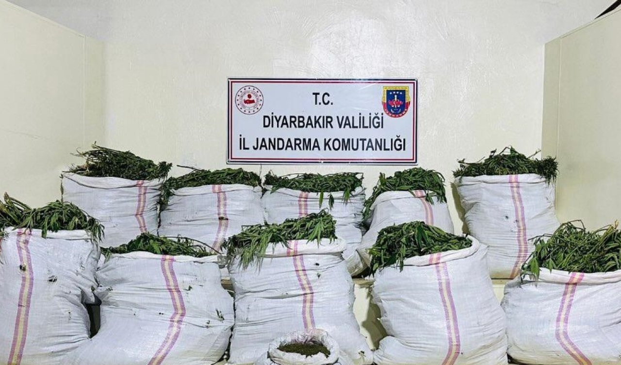 785 bin 300 kök kenevir ve 379 kilogram esrar ele geçirildi