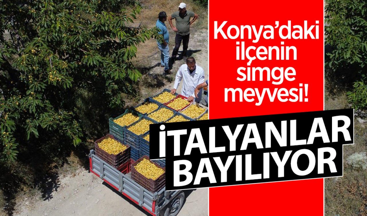 Konya’daki ilçenin simge meyvesi! İtalyanlar bayılıyor
