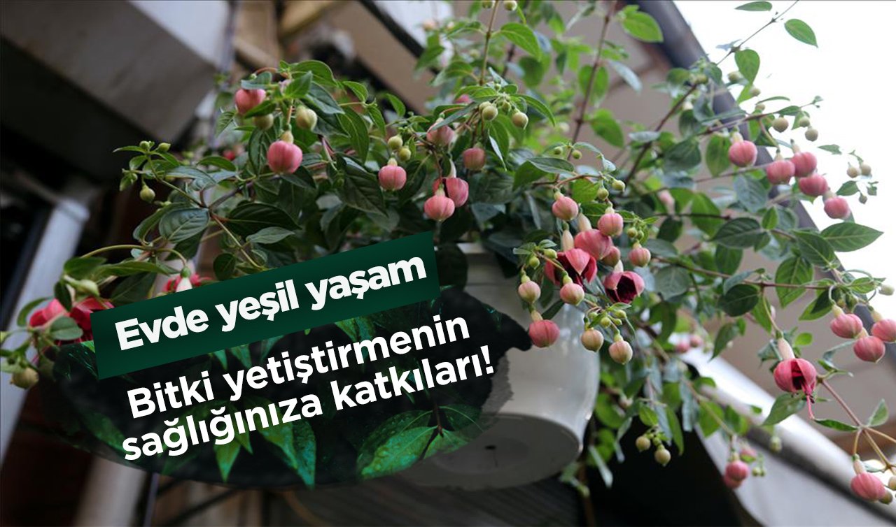 Evde yeşil yaşam: Bitki yetiştirmenin sağlığınıza katkıları!