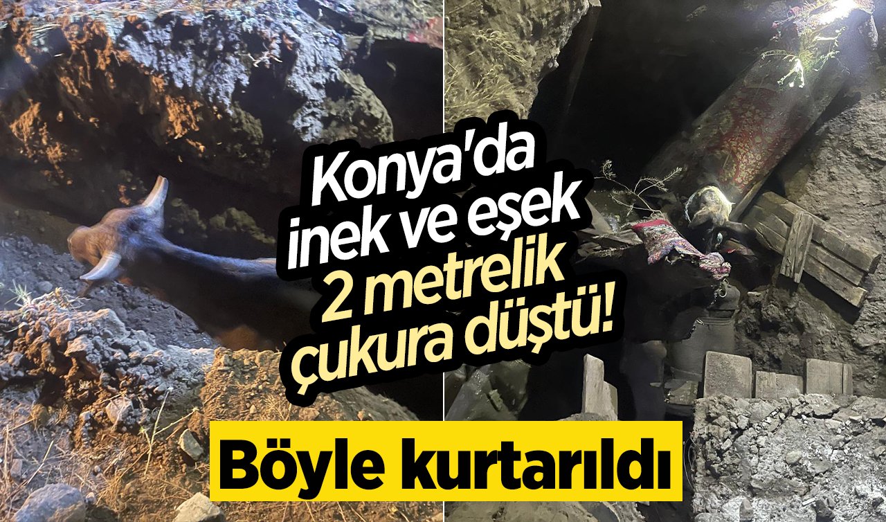 Konya’da inek ve eşek 2 metrelik çukura düştü! Böyle kurtarıldı