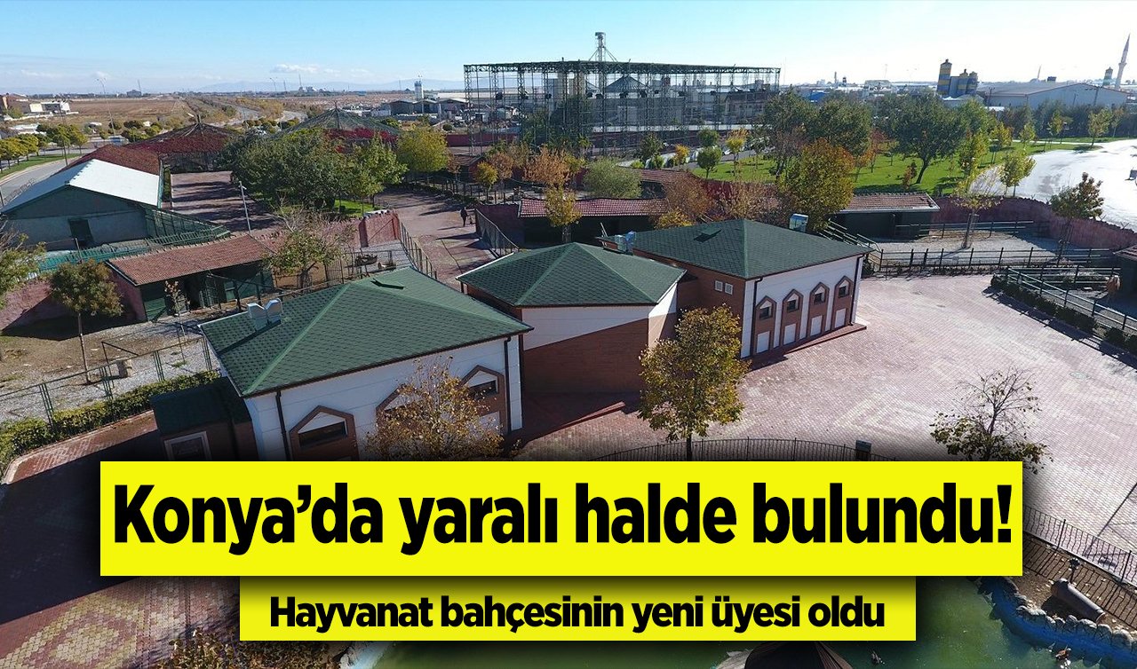 Konya’da yaralı halde bulundu! Hayvanat bahçesinin yeni üyesi oldu 
