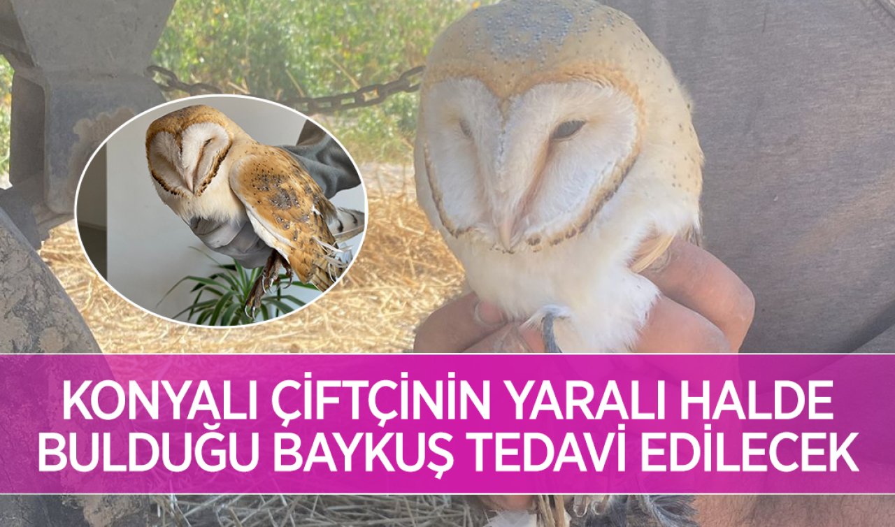 Konyalı çiftçinin yaralı halde bulduğu baykuş tedavi edilecek 