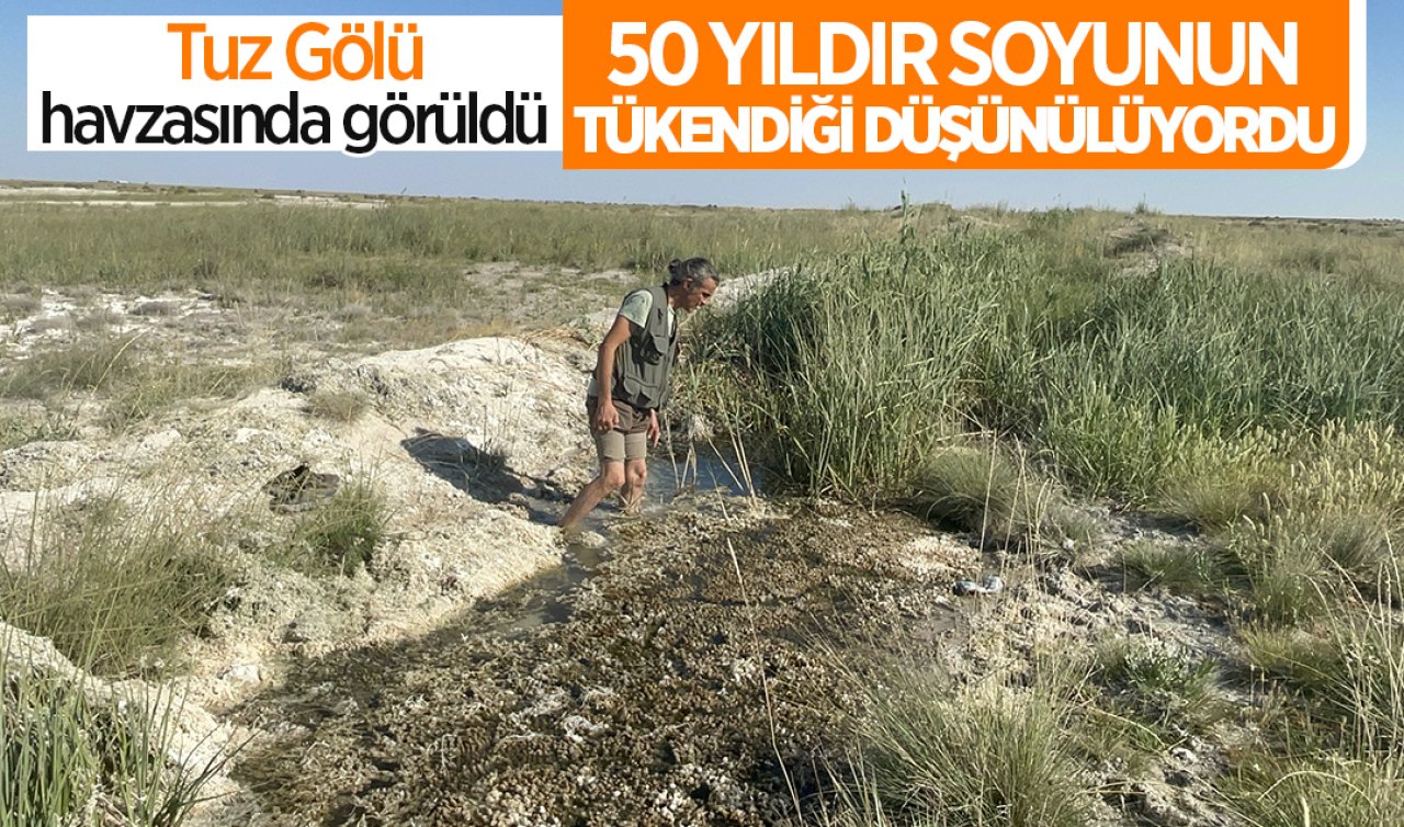  Tuz Gölü havzasında yeniden görüldü!  50 yıldır soyunun tükendiği düşünülüyordu