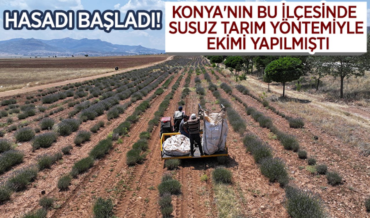 Konya’nın bu ilçesinde susuz tarım yöntemiyle ekimi yapılmıştı! Hasadı başladı 