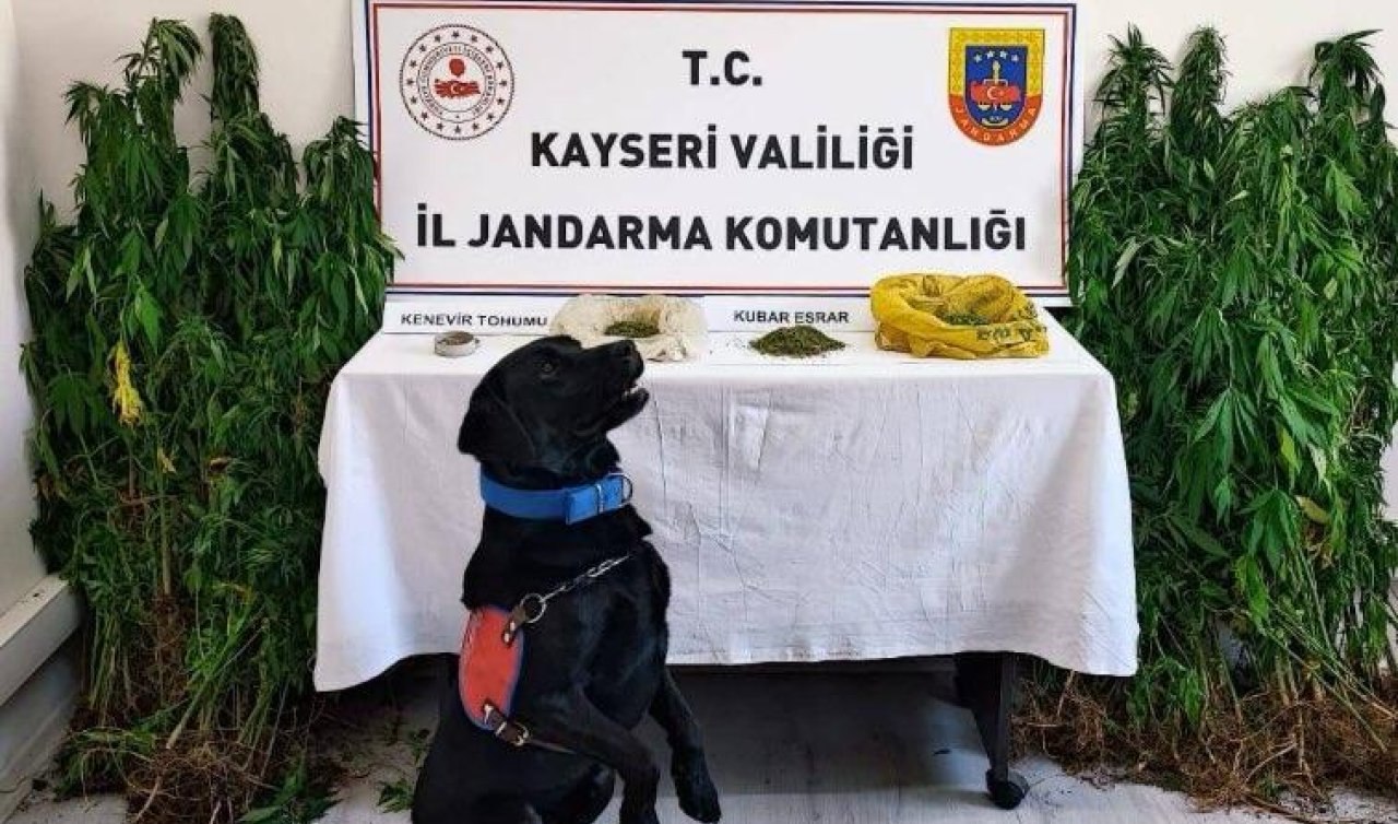 Evde ve bahçede kenevir yetiştiren 2 şüpheli yakalandı!