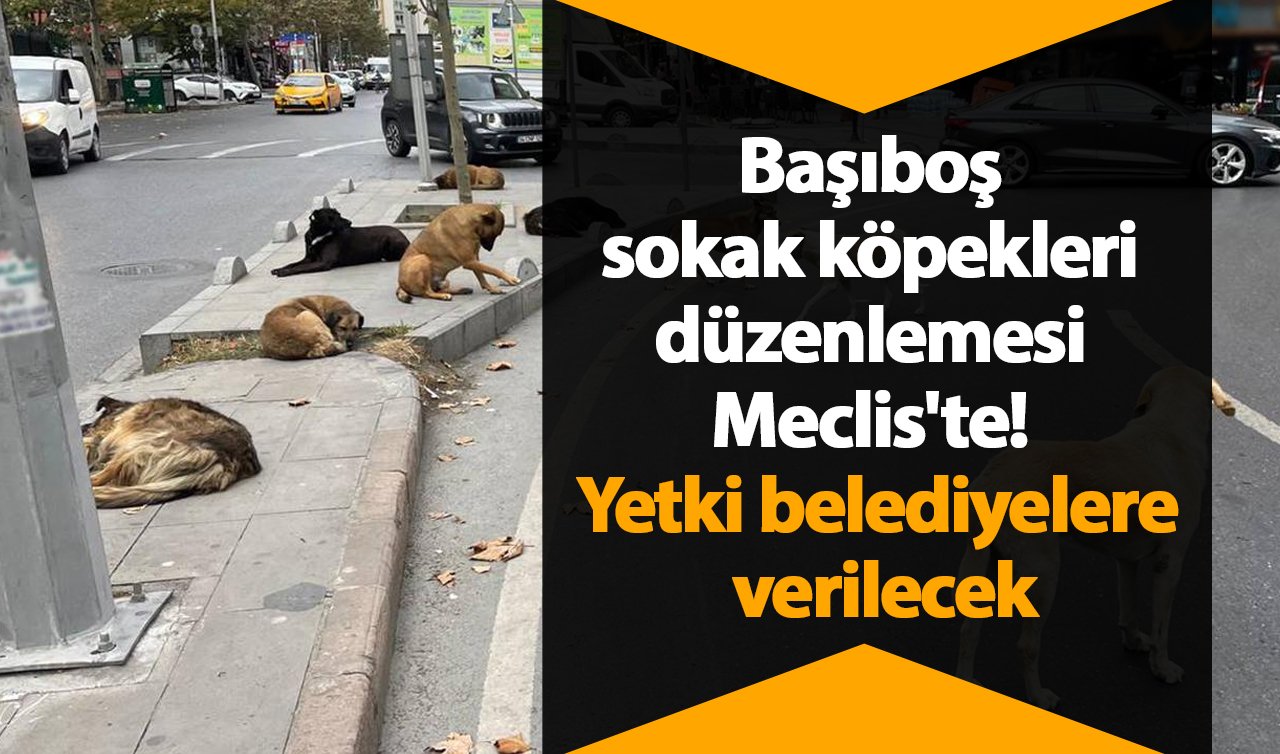 Başıboş sokak köpekleri düzenlemesi Meclis’te! Yetki belediyelere verilecek
