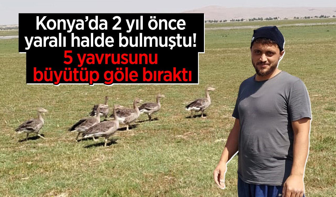 Konya’da 2 yıl önce yaralı halde bulmuştu! 5 yavrusunu büyütüp göle bıraktı