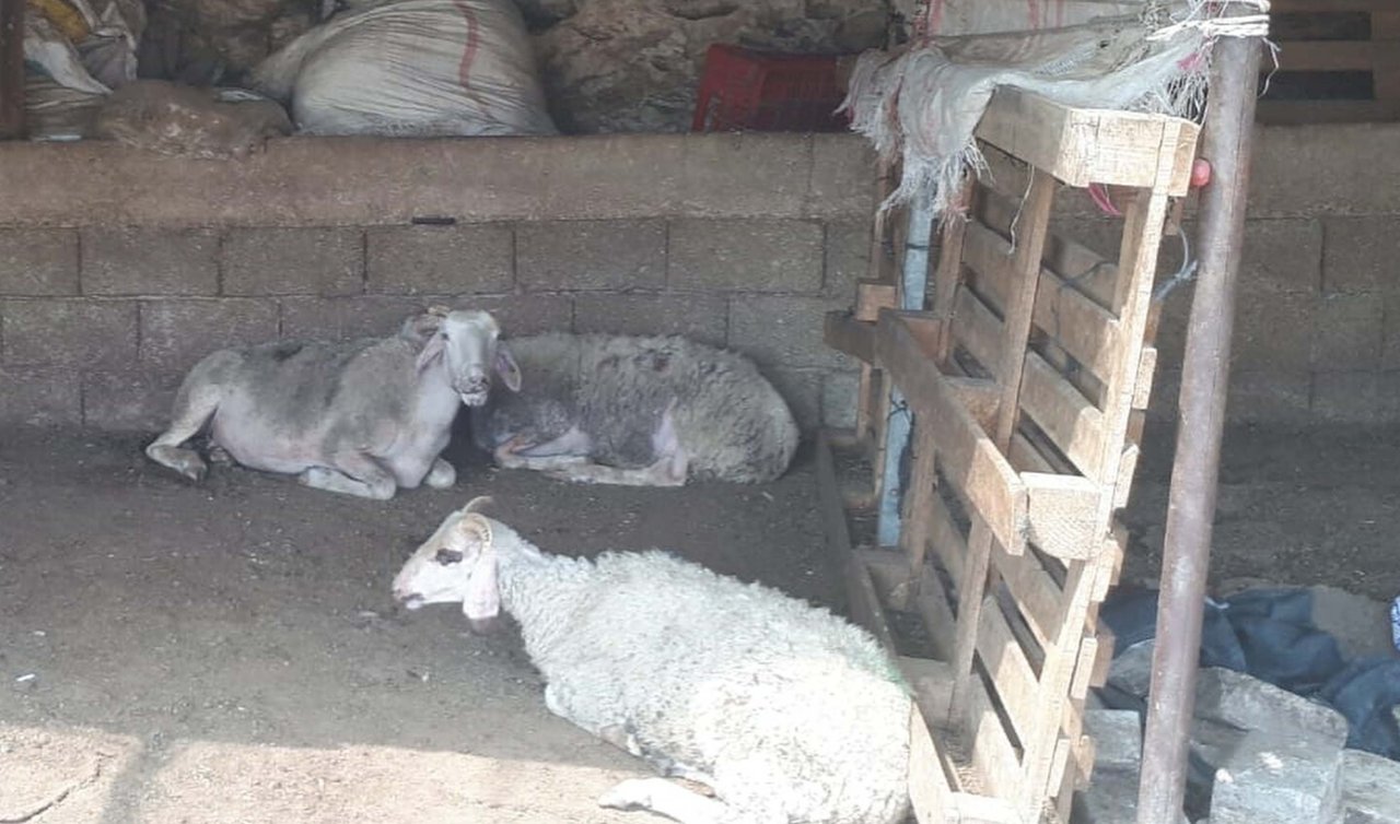 30 koyun kimliği belirsiz kişiler tarafından zehirlenerek öldürüldü!