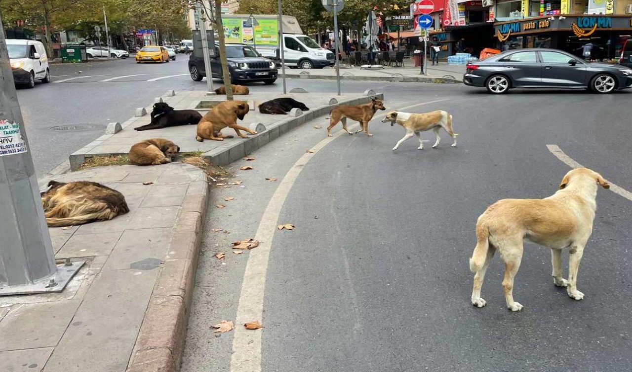 Sokak köpeklerine yönelik kanun teklifinin ilk 5 maddesi kabul edildi