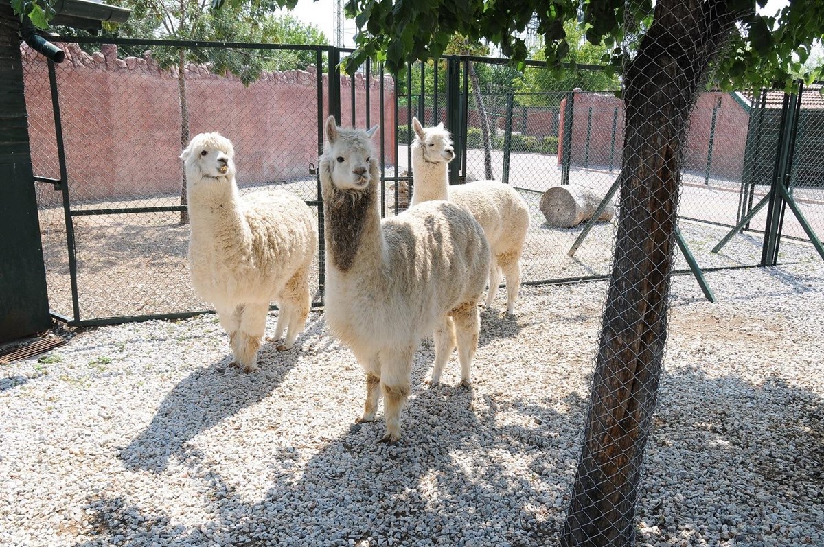 Karatay Hayvanat Bahçesi