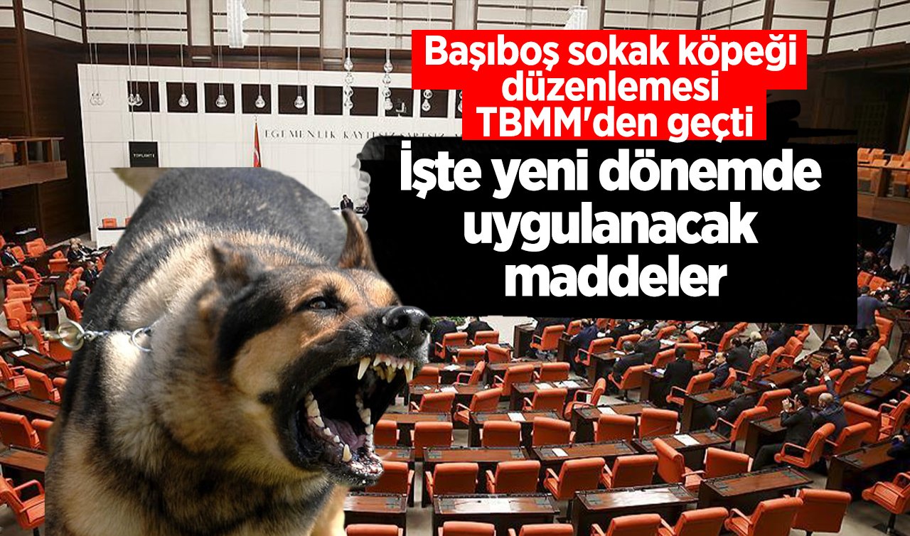 Başıboş sokak köpeği düzenlemesi TBMM’den geçti: İşte yeni dönemde uygulanacak maddeler