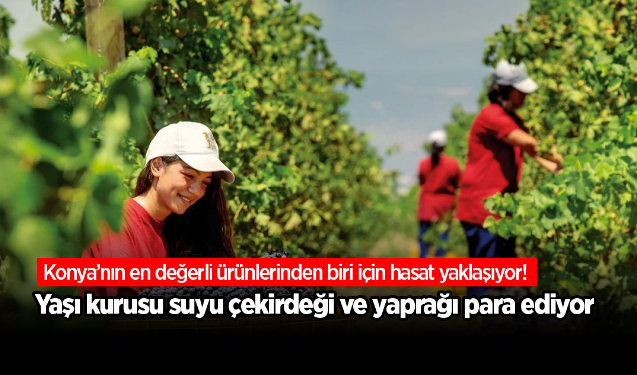 Konya’nın en değerli ürünlerinden biri için hasat yaklaşıyor! Yaşı kurusu suyu çekirdeği ve yaprağı para ediyor 