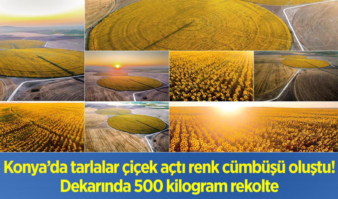 Konya’da tarlalar çiçek açtı renk cümbüşü oluştu! Dekarında 500 kilogram rekolte 