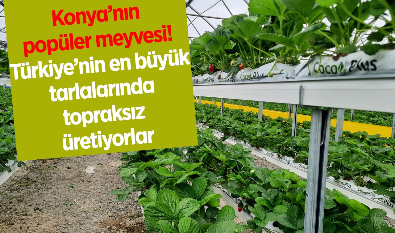 Konya’nın popüler meyvesi! Türkiye’nin en büyük tarlalarında topraksız üretiyorlar