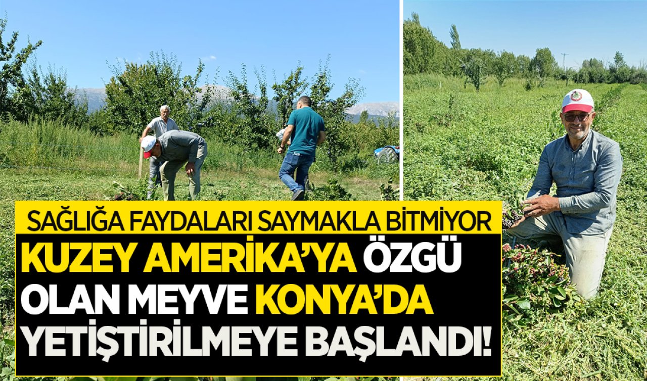 Kuzey Amerika’ya özgü olan meyve Konya’da yetiştirilmeye başlandı! Sağlığa faydaları saymakla bitmiyor: Vücuda reset atıyor