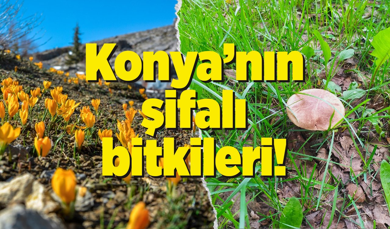  Konya’nın şifalı bitkileri! Doğadan gelen sağlık