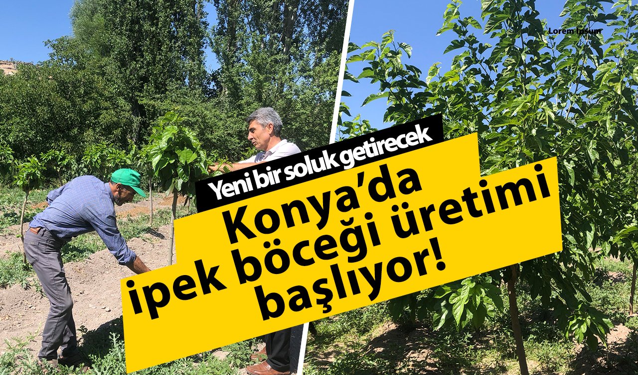 Konya’da ipek böceği üretimi başlıyor! Yeni bir soluk getirecek