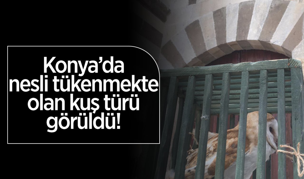 Konya’da nesli tükenmekte olan kuş görüldü!