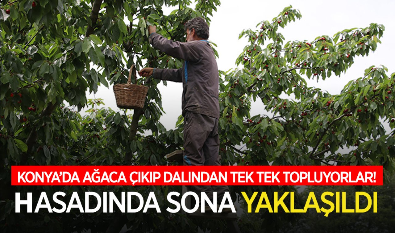 Konya’da ağaca çıkıp dalından tek tek topluyorlar! Hasadında sona yaklaşıldı
