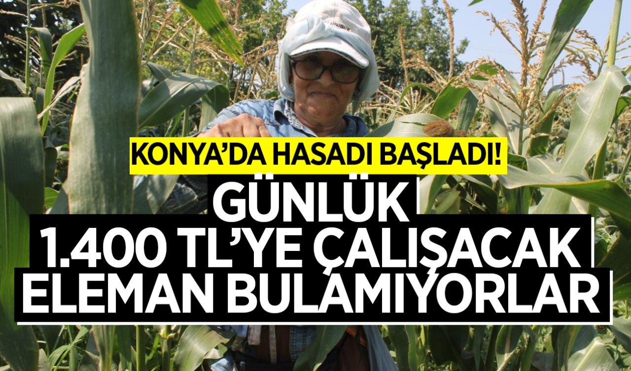  Konya’da hasadı başladı! Günlük 1.400 TL’ye çalışacak elaman bulamıyorlar