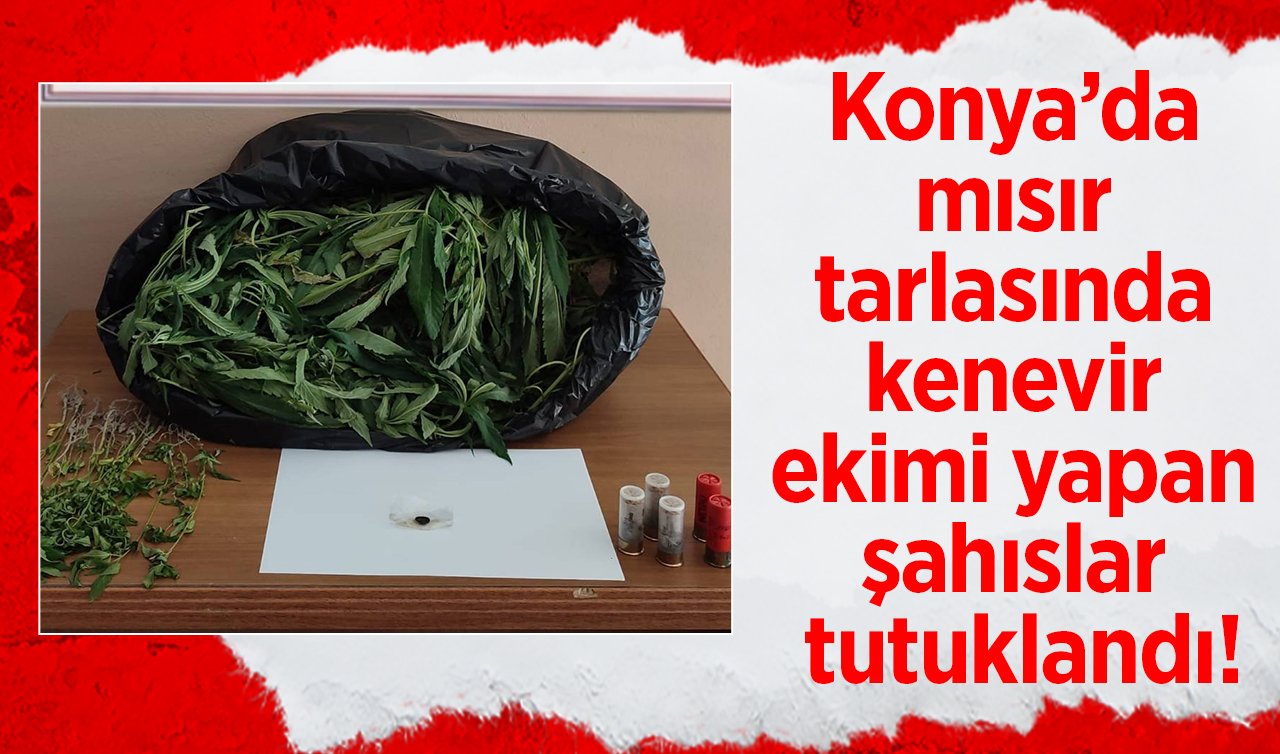 Konya’da mısır tarlasında kenevir ekimi yapan şahıslar tutuklandı!
