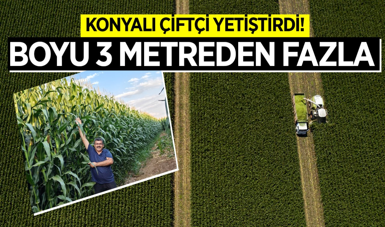 Konyalı çiftçi yetiştirdi! Boyu 3 metreden fazla: Tarlada bin 600 TL paketlenirse 2 bin 700 TL