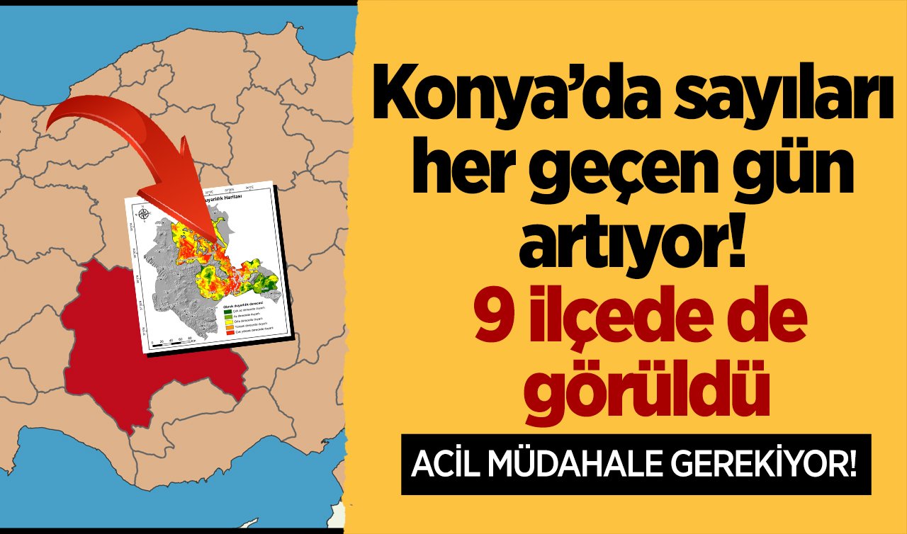 Konya’da sayıları her geçen gün artıyor! 9 ilçede de görüldü: ACİL MÜDAHALE GEREKİYOR! 