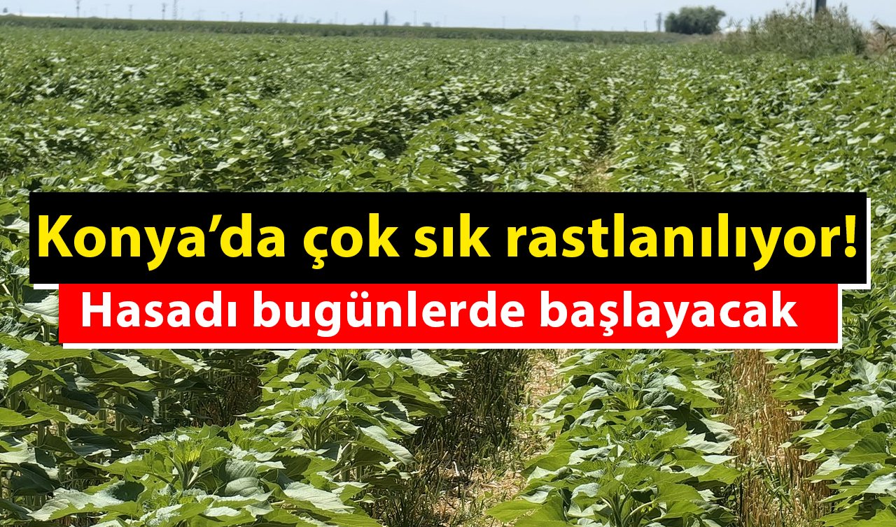  Konya’da çok sık rastlanılıyor! Hasadı bugünlerde başlayacak