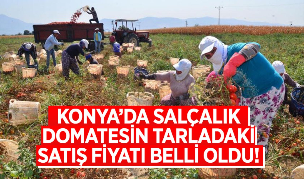 Konya’da salçalık domatesin tarladaki satış fiyatı belli oldu!