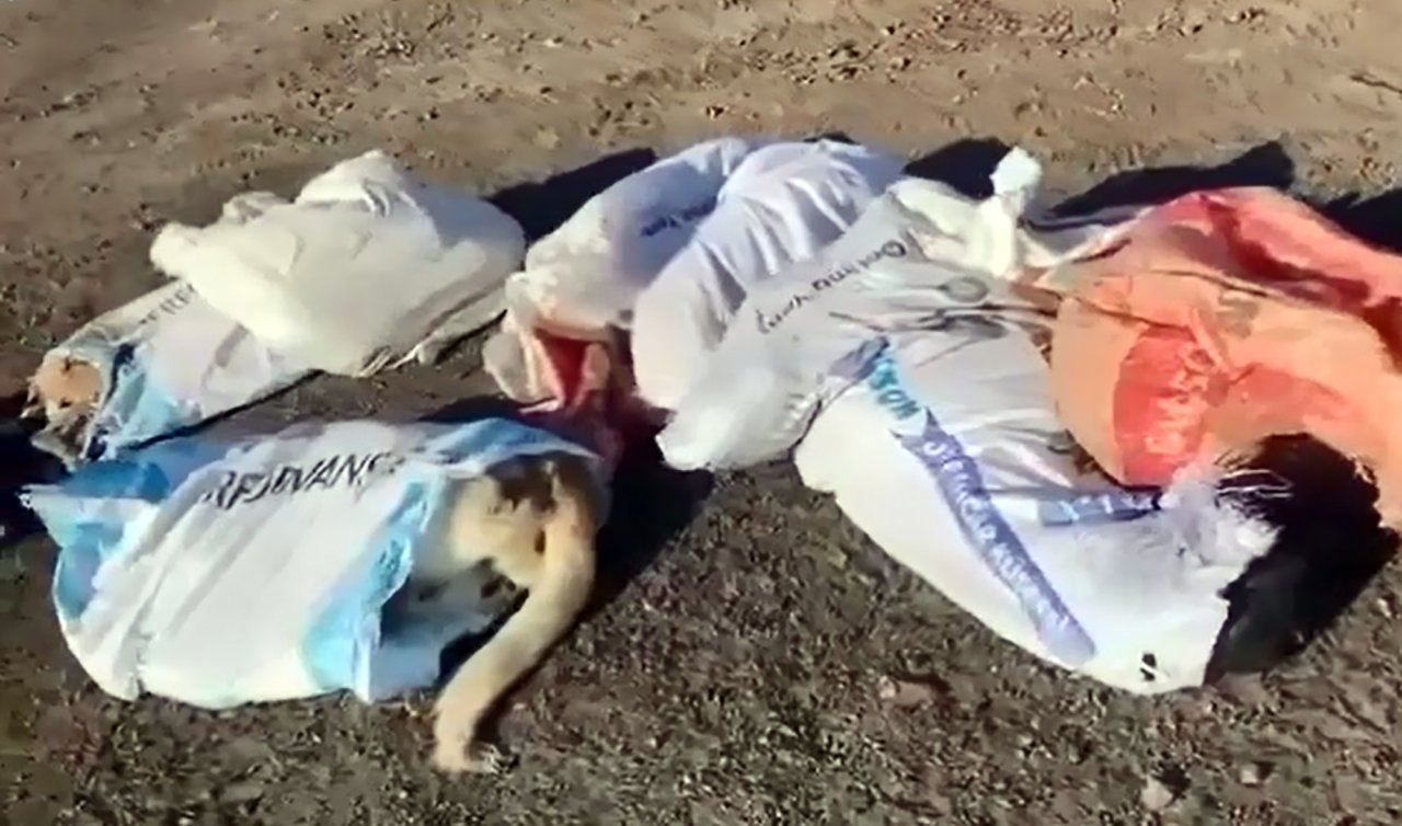 Çöplükte 15 ölü köpek bulundu; belediye başkanından suç duyurusu