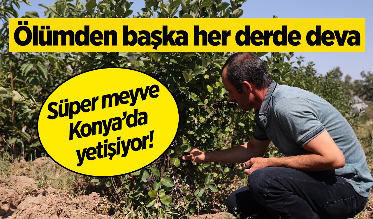 Süper meyve Konya’da yetişiyor! Damar tıkanıklığı, pıhtı oluşumu, saman nezlesi ve astımın şifası!  