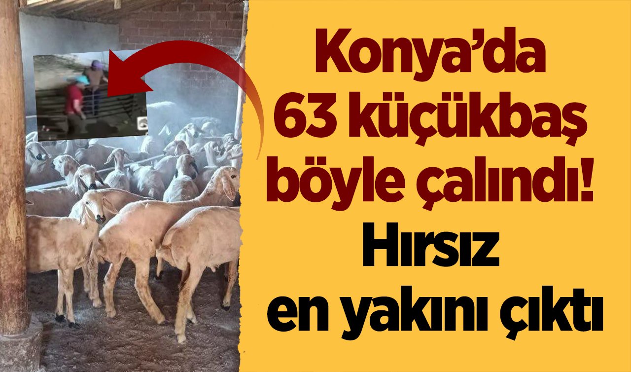  Konya’da 63 küçükbaş böyle çalındı! Hırsız en yakını çıktı