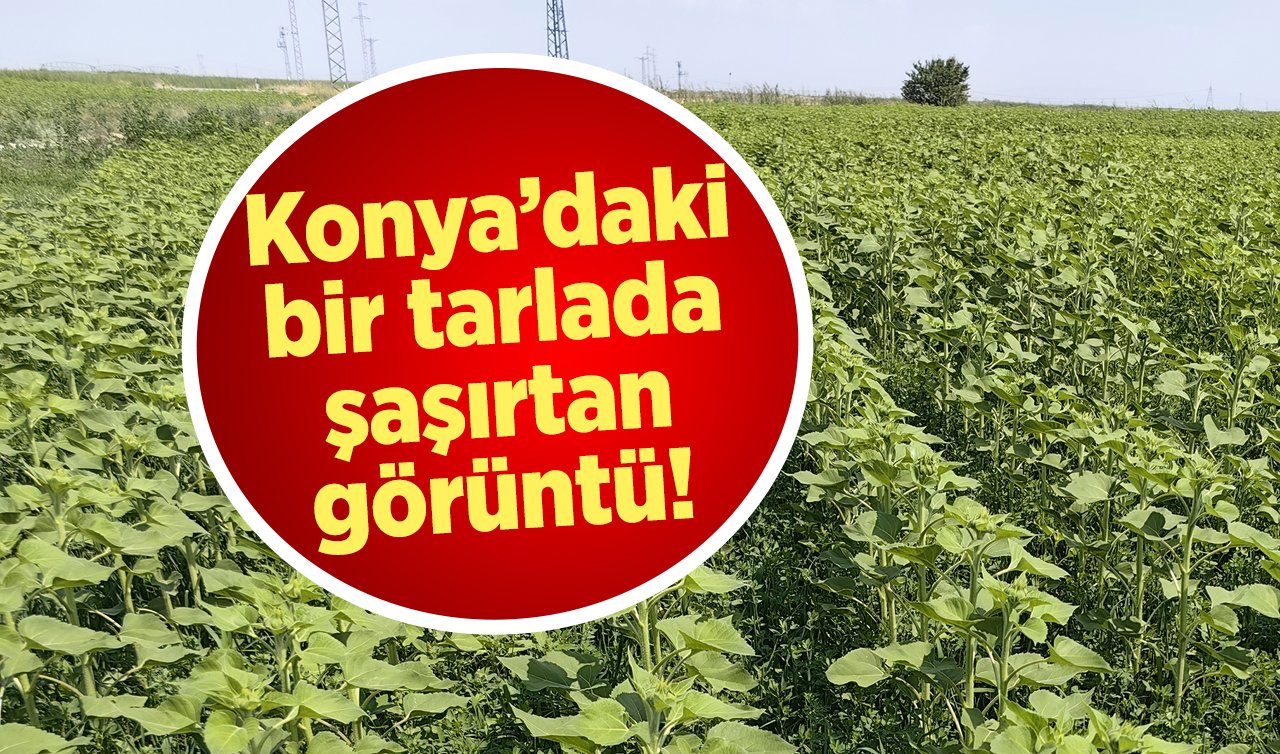  Konya’daki bir tarlada şaşırtan görüntü! 2 farklı ürün bir arada!
