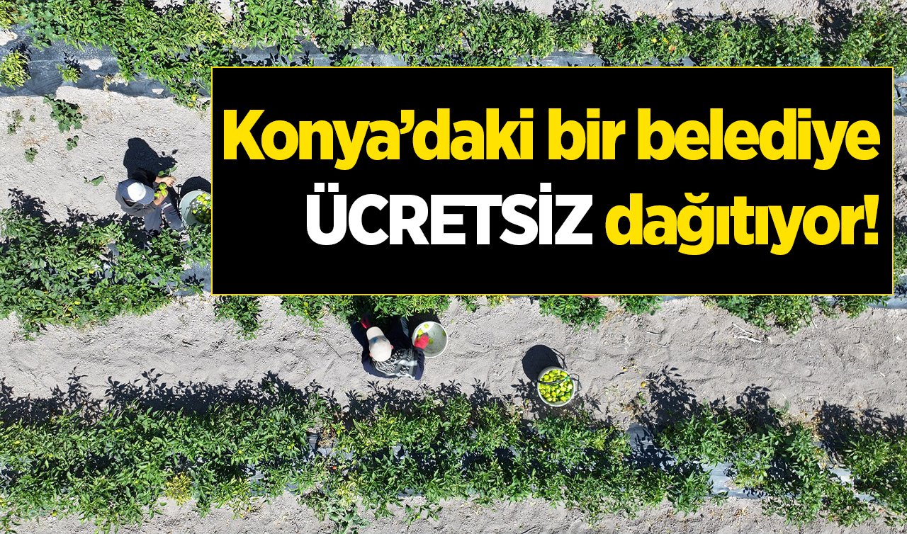 Konya’daki bir belediye ÜCRETSİZ dağıtıyor! 