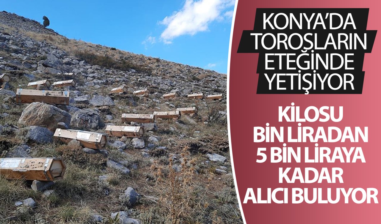 Konya’da Torosların eteğinde yetişiyor! Kilosu bin liradan 5 bin liraya kadar alıcı buluyor
