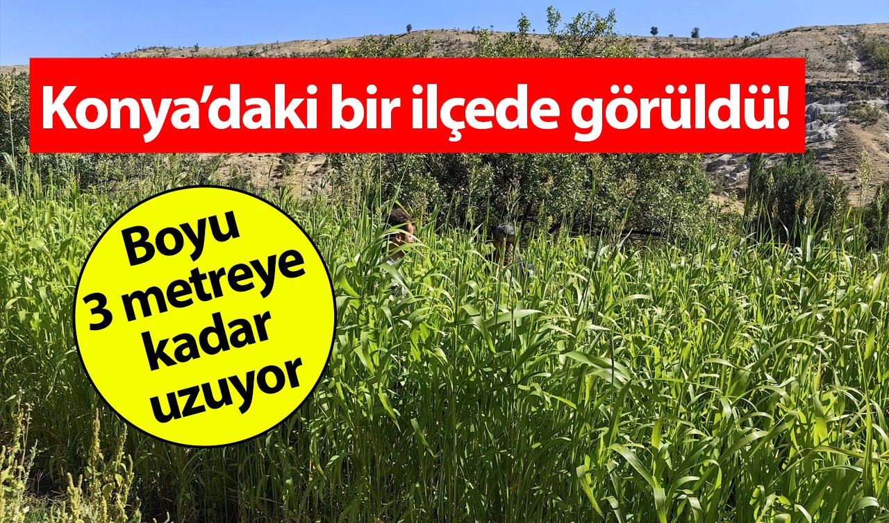  Konya’daki bir ilçede görüldü! Boyu 3 metreye kadar uzuyor
