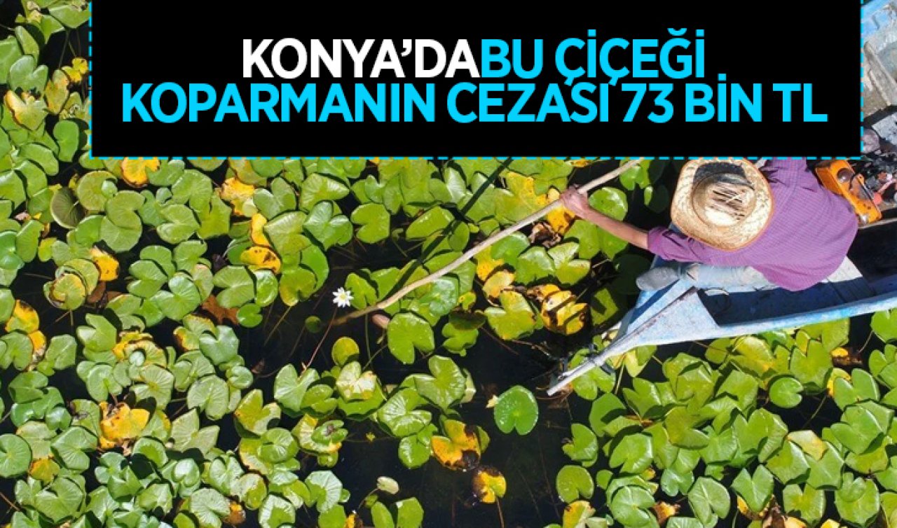 Konya’da suyun üzerinde yaşıyorlar! Bu çiçeği koparmanın cezası ise 73 bin TL