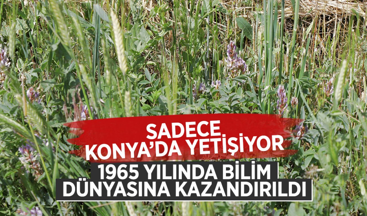 Konya’da yetişiyor! Mutlak korunması gereken türler arasında: 1965 yılında bilim dünyasına kazandırıldı