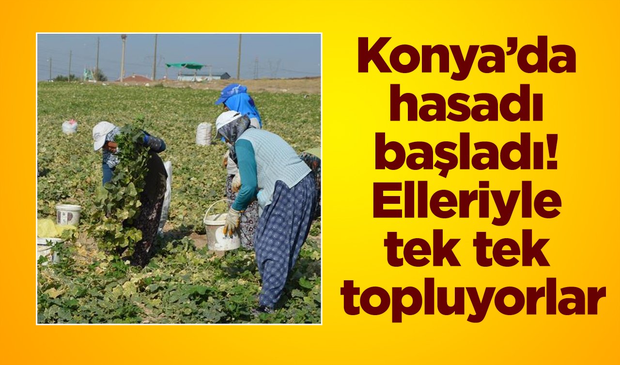  Konya’da hasadı başladı! Elleriyle tek tek topluyorlar