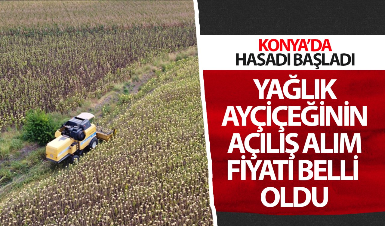 Konya’da hasadı başladı! Yağlık ayçiçeğinin açılış alım fiyatı belli oldu