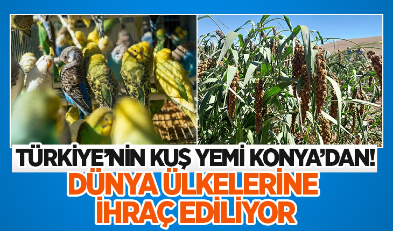 Türkiye’nin kuş yemi Konya’dan! Dünya ülkelerine ihraç ediliyor