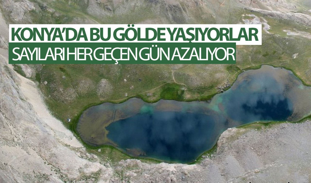 Konya’nın endemik hayvanı! Sayıları her geçen gün azalıyor