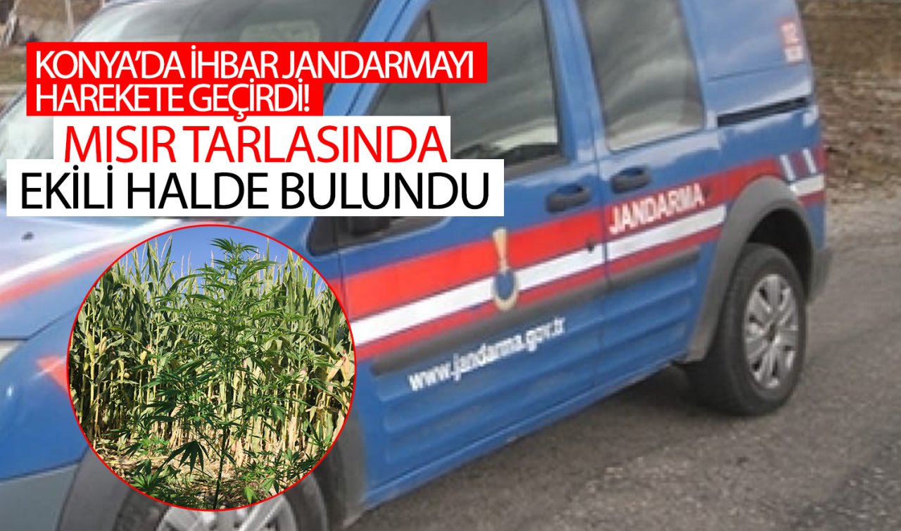 Konya’da ihbar jandarmayı harekete geçirdi! Mısır tarlasında ekili halde bulundu