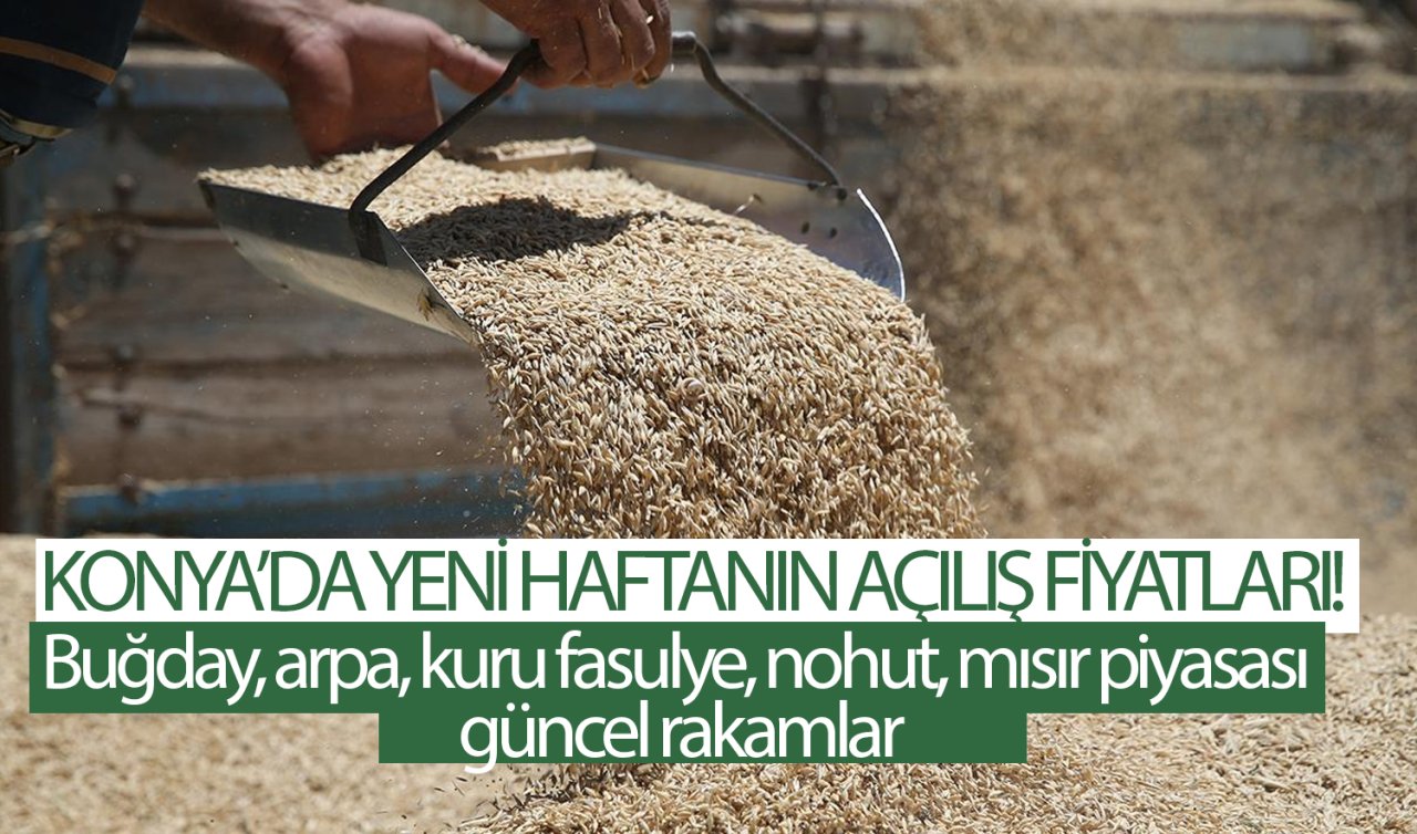 Konya’da yeni haftanın açılış fiyatları! Buğday, arpa, kuru fasulye, nohut, mısır piyasası güncel rakamlar