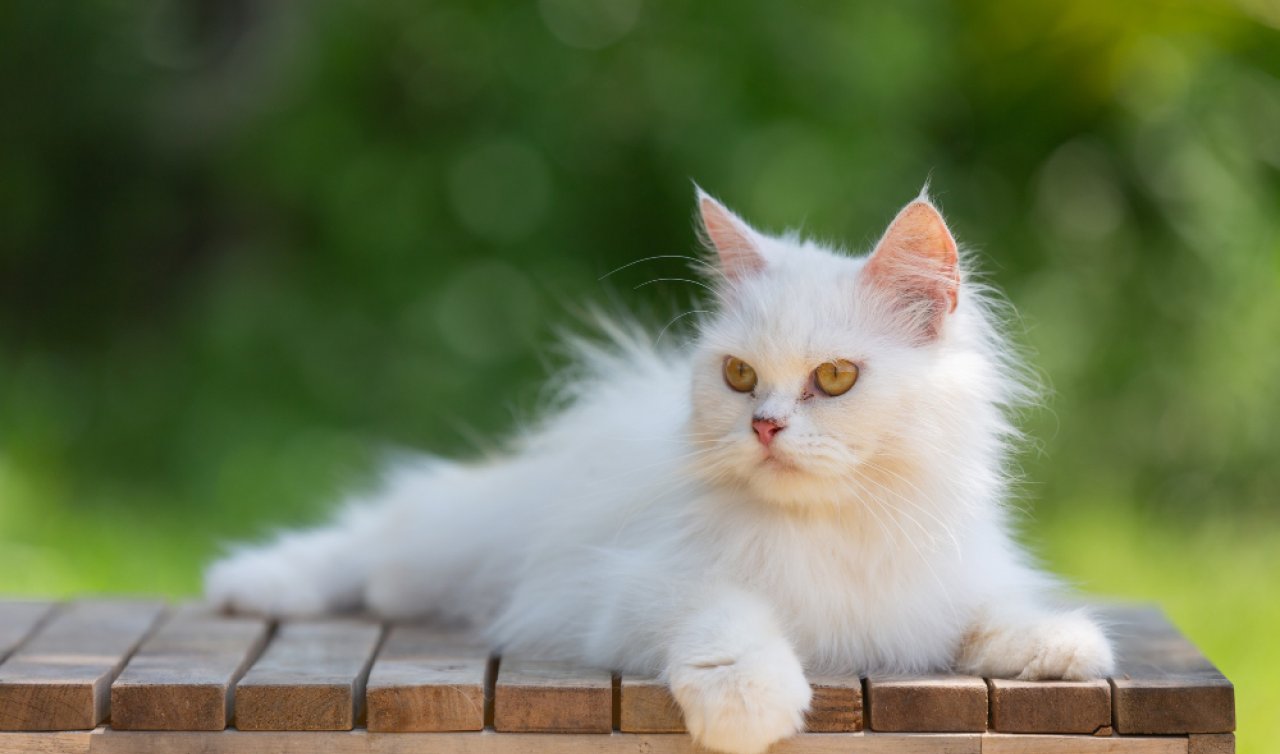  Royal Canin ile Kediler İçin Özel Beslenme