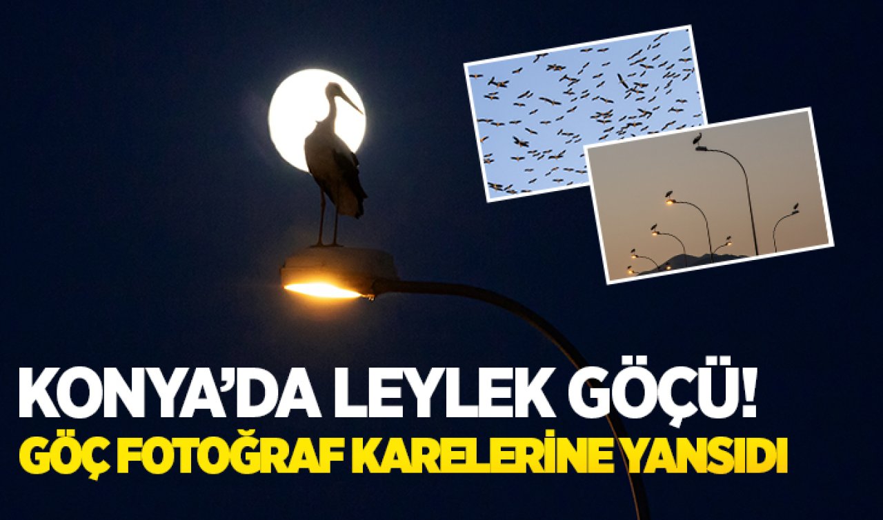 Konya’da leylek göçü başladı! Göç fotoğraf karelerine yansıdı